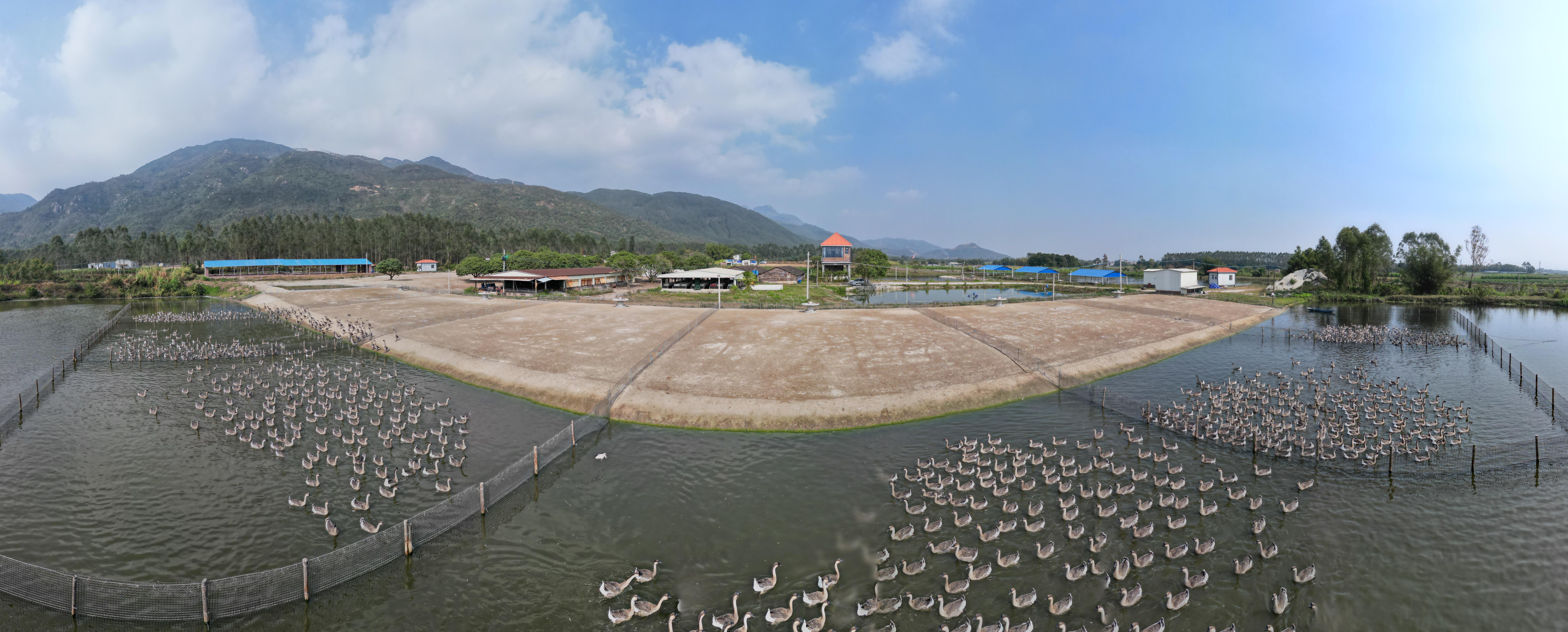 饲料预混料 专业生产厂家